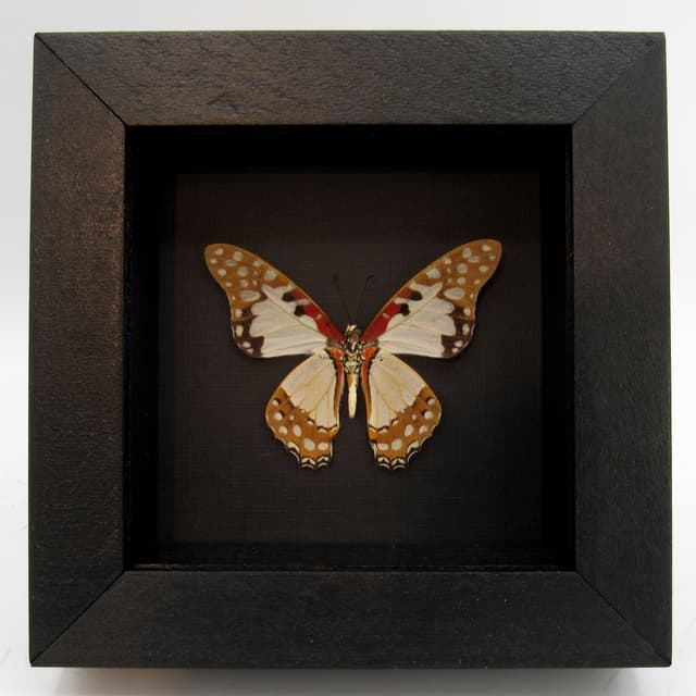 Real butterfly framed taxidermy - Graphium angolanus - Victorian mount