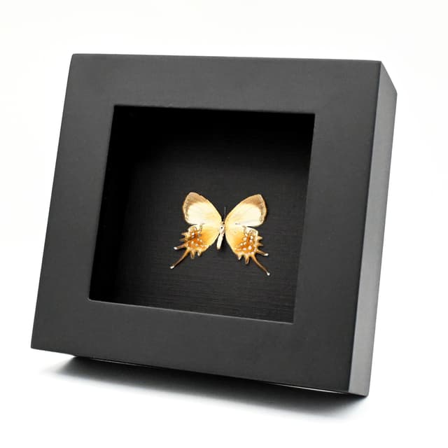 Real metallic gold butterfly framed taxidermy - helicopis cupido - female