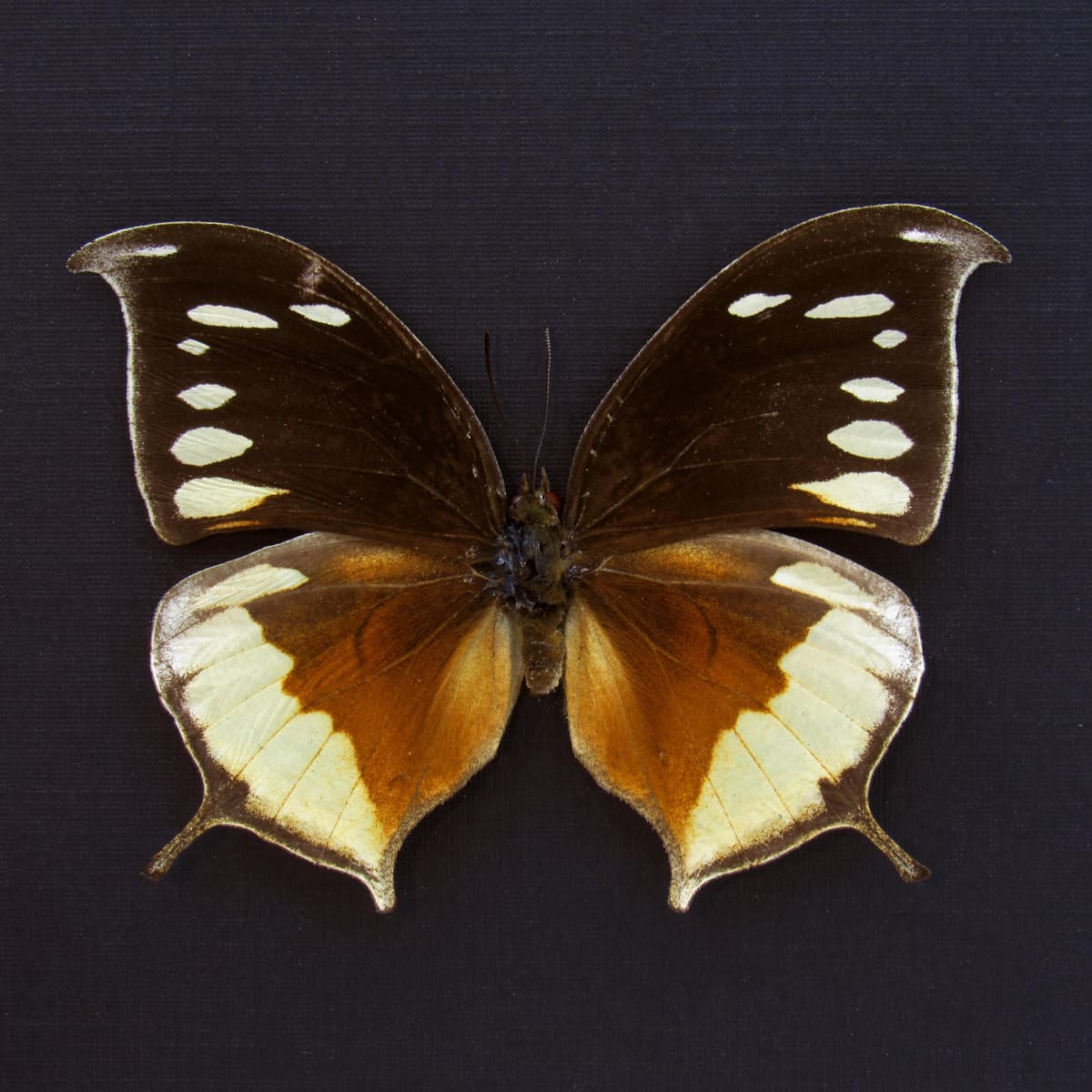 Very rare butterfly framed taxidermy - Consul panariste - female