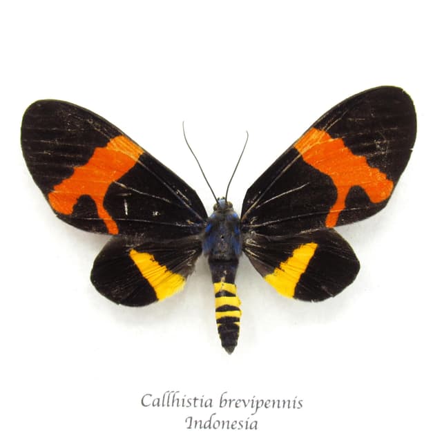 Rare red day flying moth framed taxidermy - Callhistia brevipennis