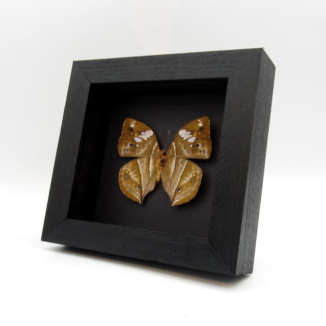 Real African Leaf butterfly framed taxidermy - Kallimoides rumia - female