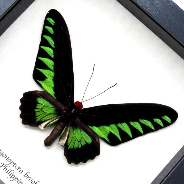 Real XL green Birdwing butterfly framed taxidermy - Trogonoptera brookiana