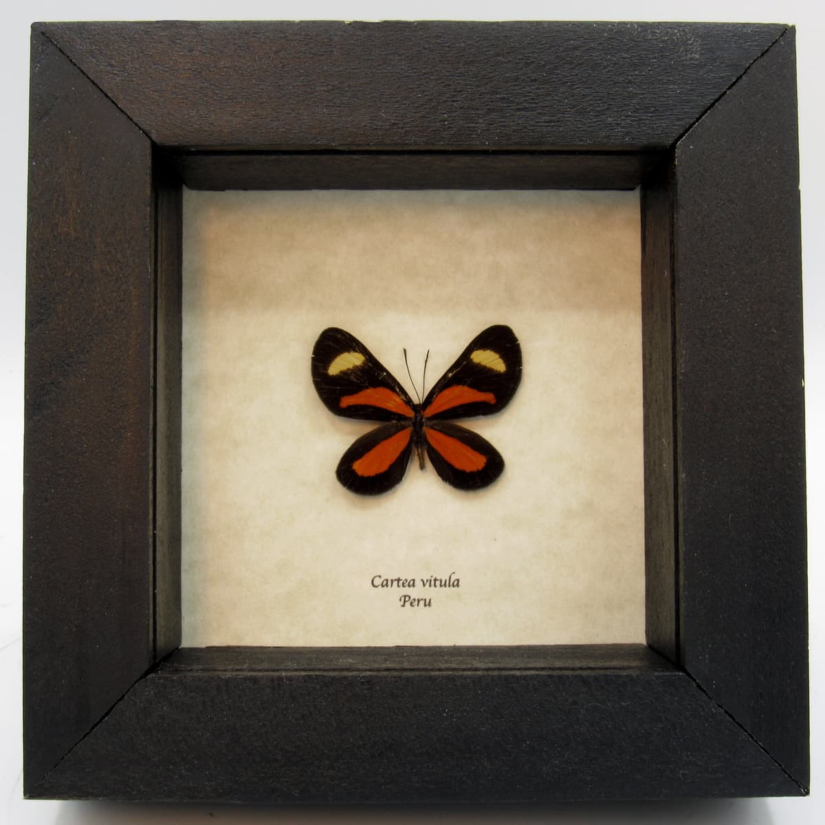 Tiny orange framed taxidermy butterfly - Cartea vitula