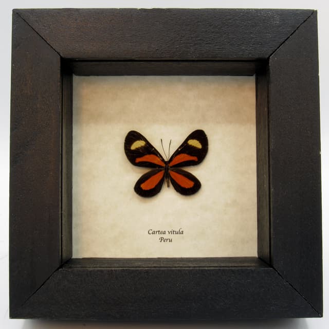Tiny orange framed taxidermy butterfly - Cartea vitula
