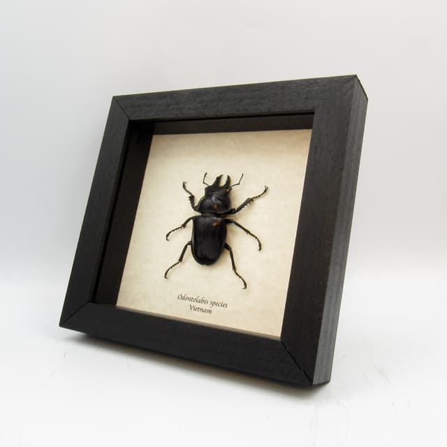 Large real Stag beetle framed taxidermy - Odontolabis species