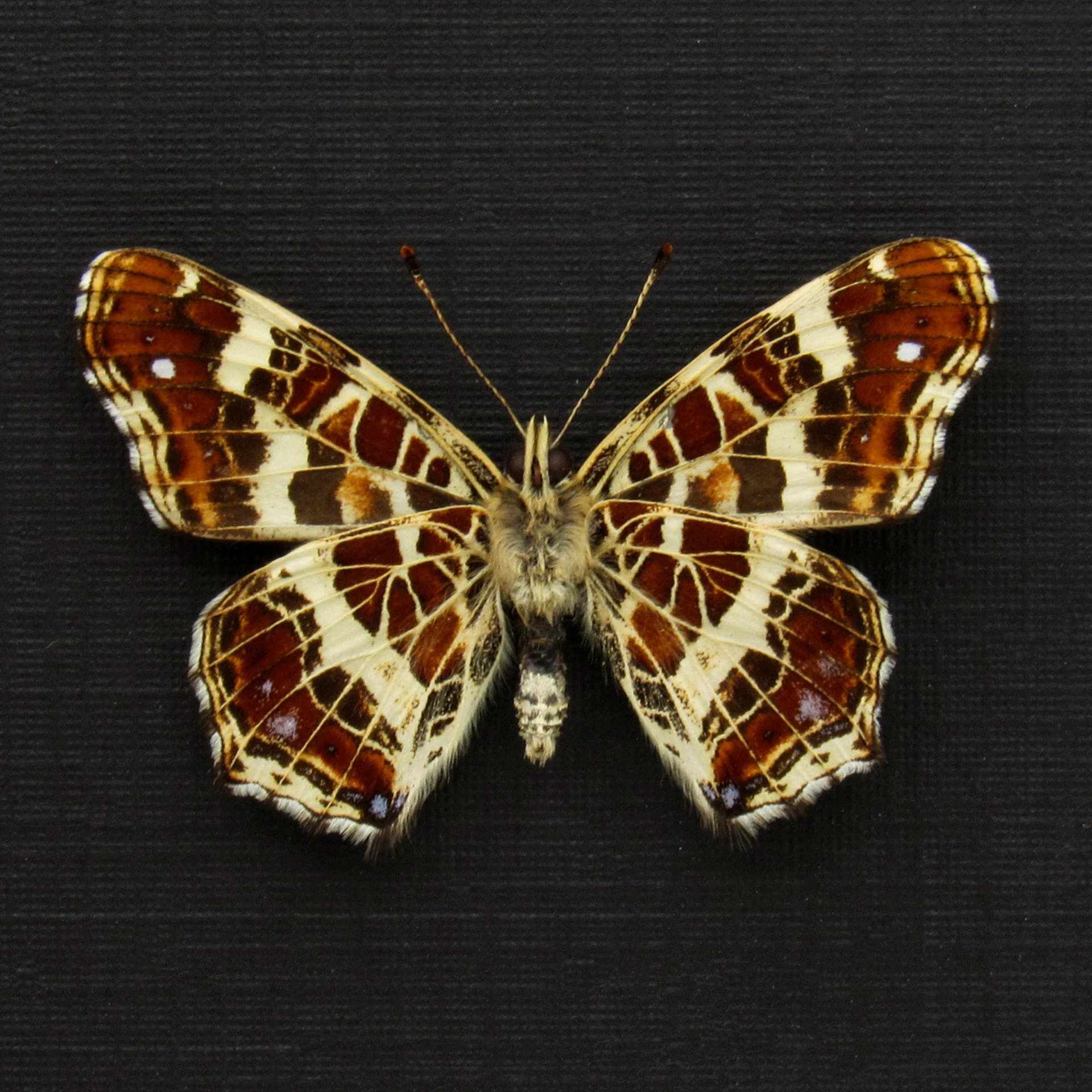 Real Purple Map Butterfly framed taxidermy - Araschnia levana
