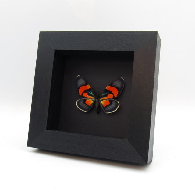 Rare metallic orange moth framed taxidermy - Milionia celebensis - female