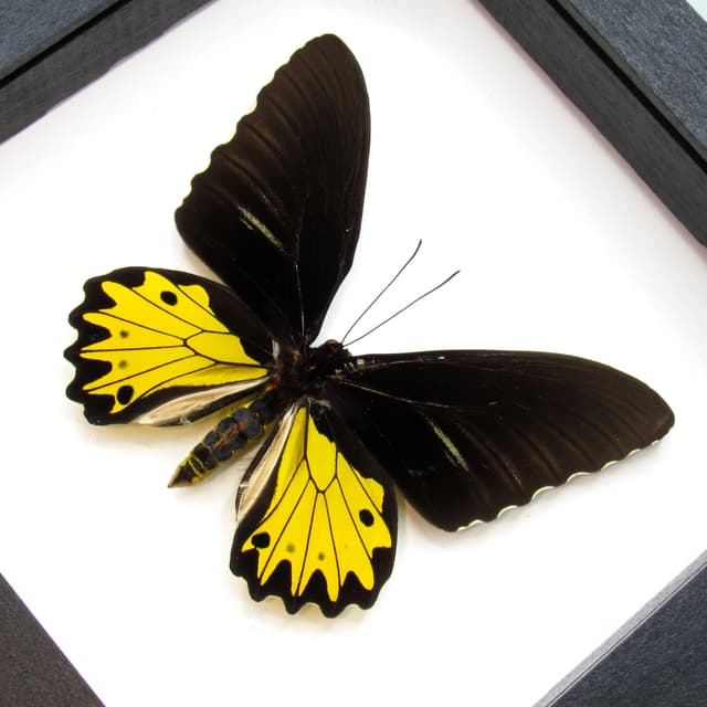Large yellow Birdwing butterfly framed taxidermy - Troides helena