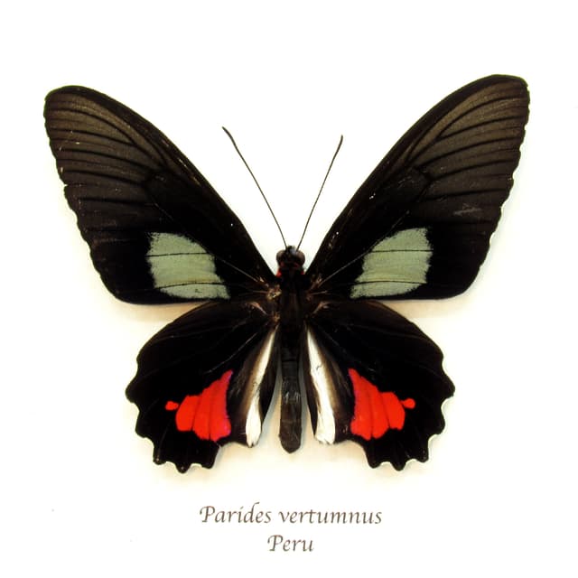 Real Cattleheart butterfly framed taxidermy - Parides vertumnus
