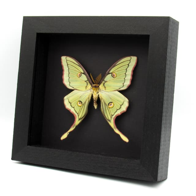 Very rare Hybrid Moon moth framed specimen - Actias luna x Graellsia isabellae