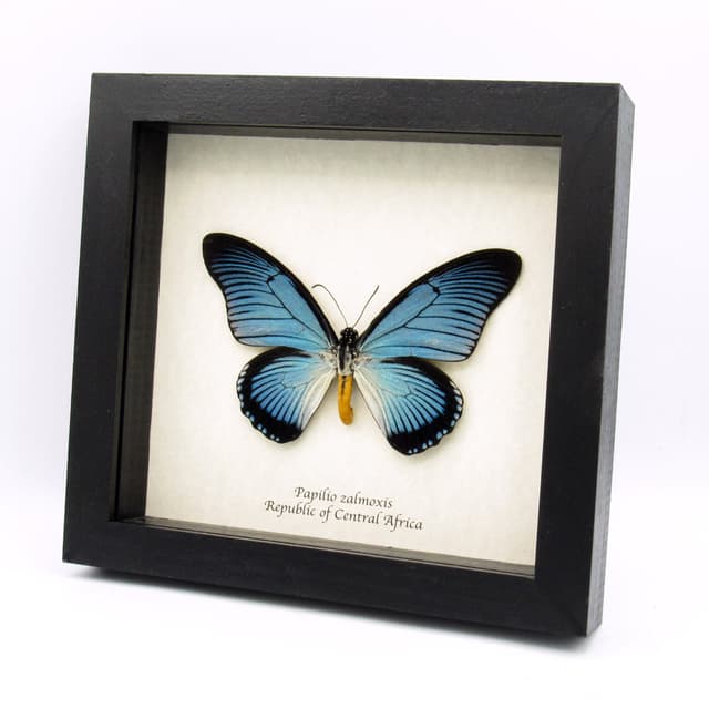 Real XL Giant Blue Swallowtail butterfly framed taxidermy - Papilio zalmoxis