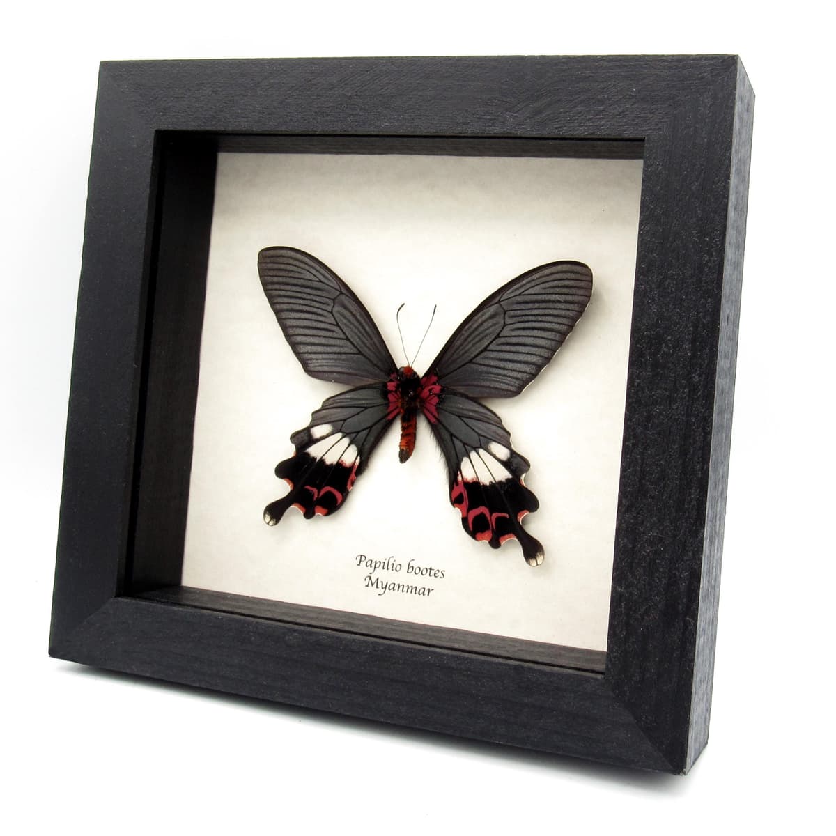Rare Tailed Redbreast butterfly framed taxidermy - Papilio bootes