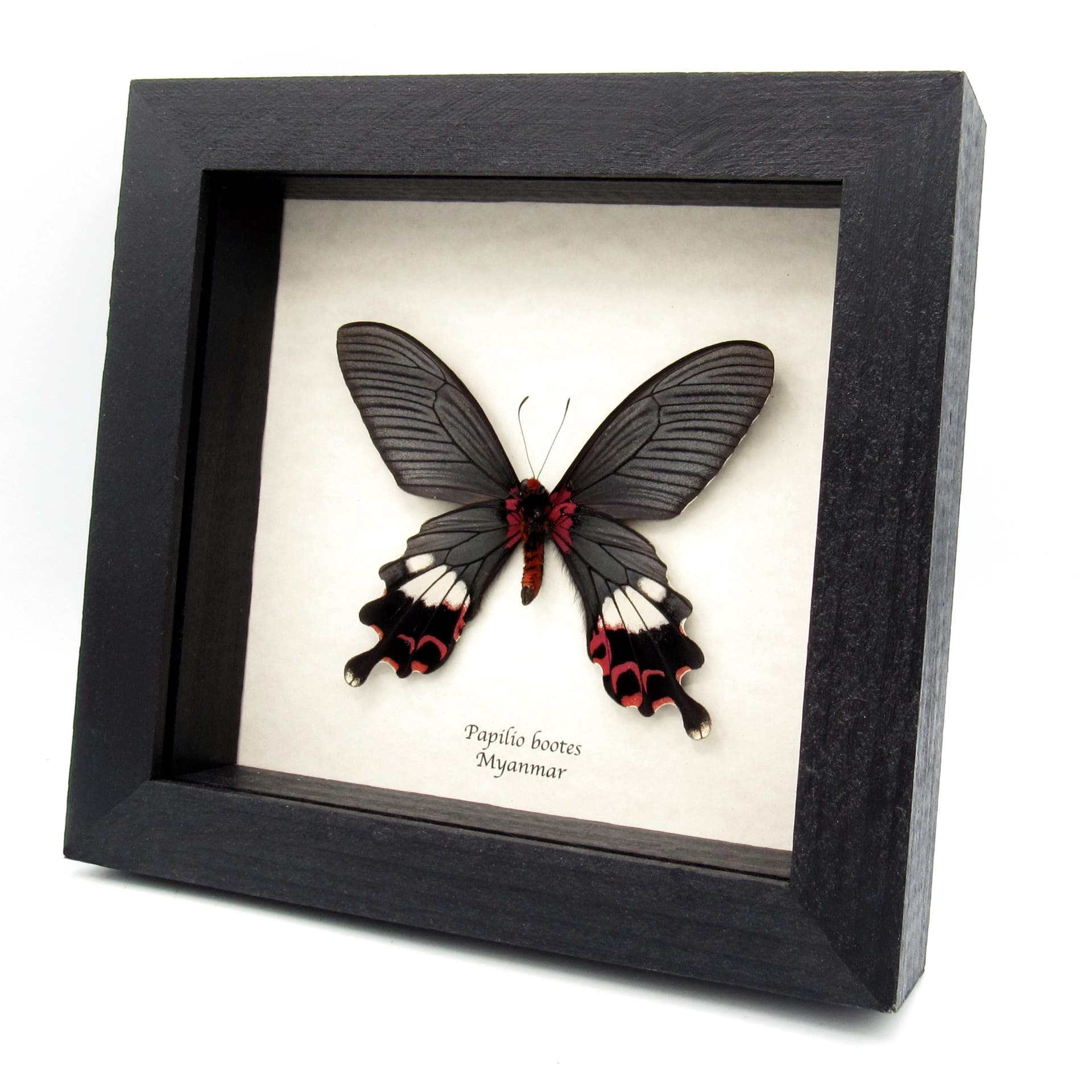 Rare Tailed Redbreast butterfly framed taxidermy - Papilio bootes