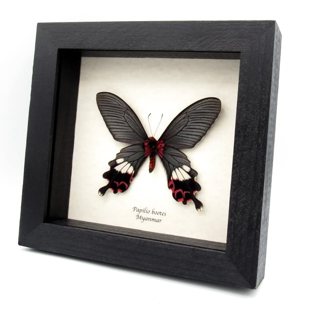 Rare Tailed Redbreast butterfly framed taxidermy - Papilio bootes