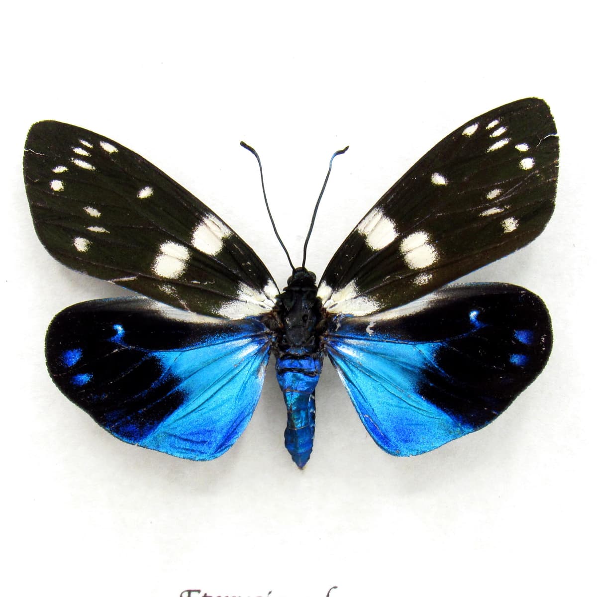 Rare metallic Day Flying moth framed taxidermy - Eterusia subcyanea - female