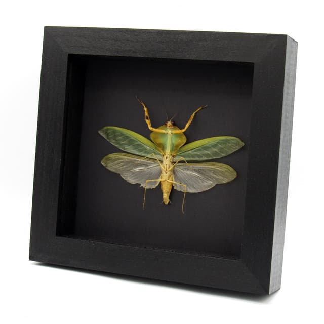 Rare Peruvian Leaf Shield Mantis framed taxidermy - Mantodea Choeradodis