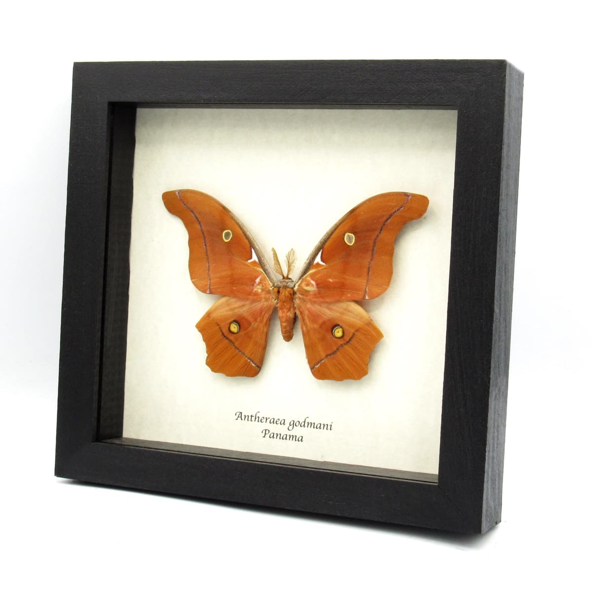 Very rare Giant Godman's Silkmoth framed taxidermy - Antheraea godmani