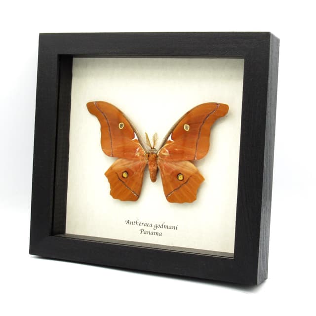 Very rare Giant Godman's Silkmoth framed taxidermy - Antheraea godmani