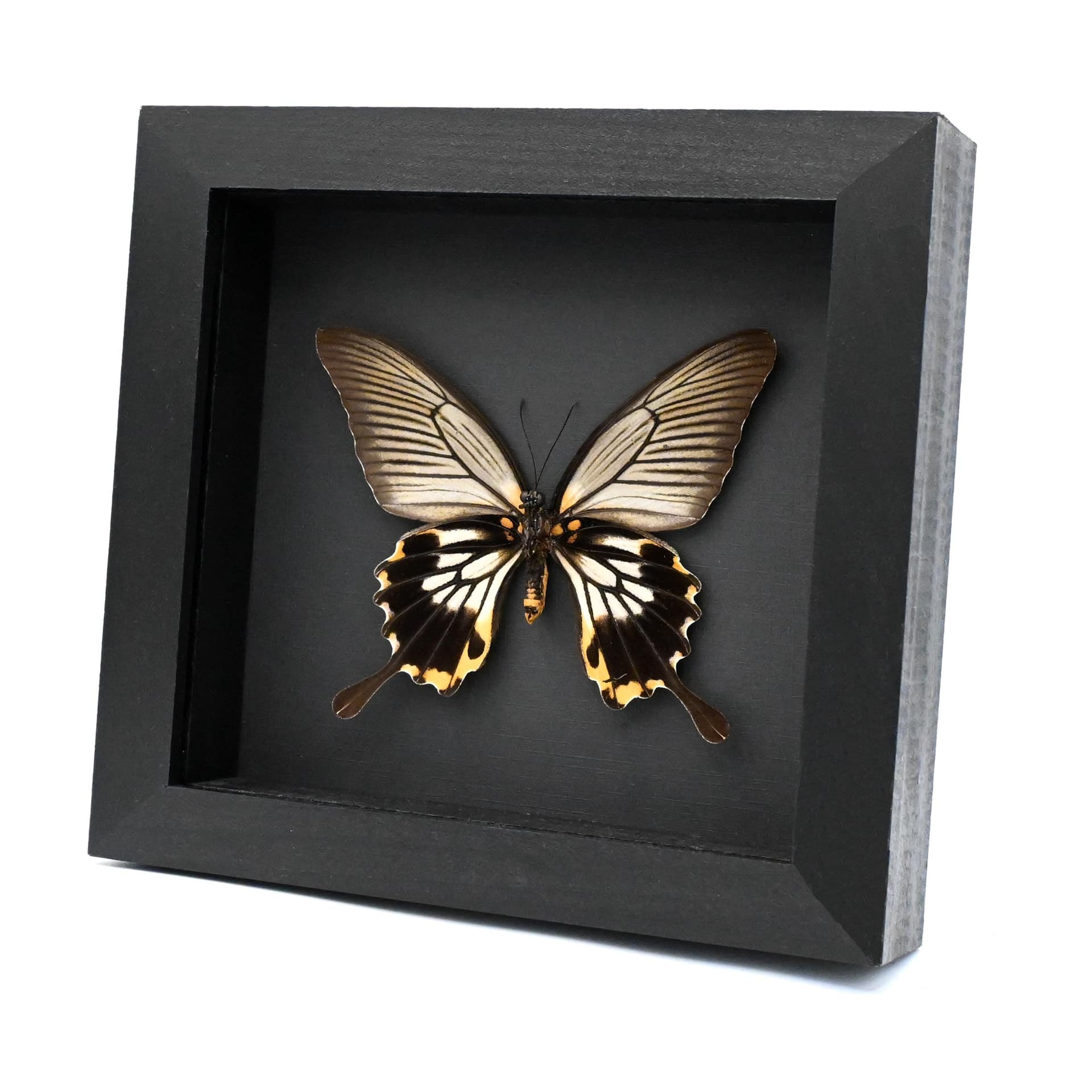 Real yellow Great Mormon butterfly framed taxidermy - Papilio memnon agenor - female
