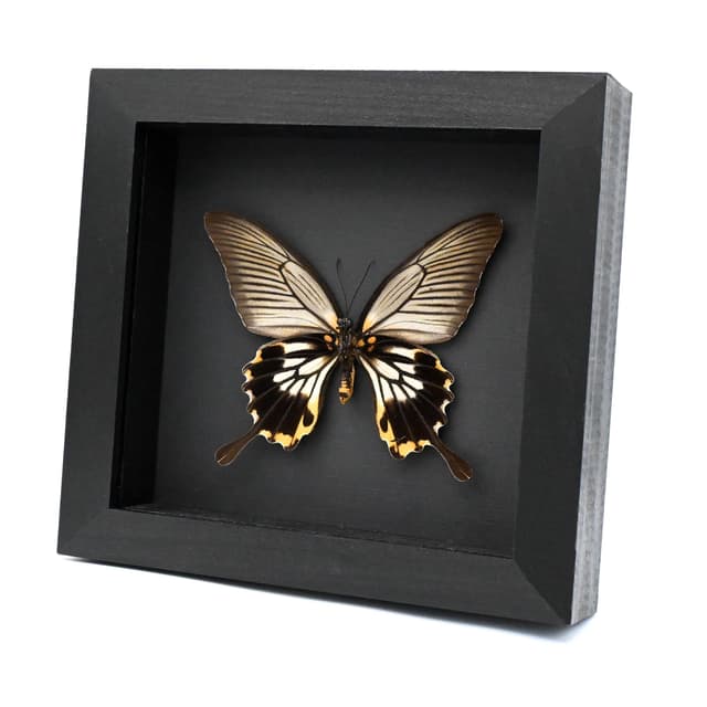 Real yellow Great Mormon butterfly framed taxidermy - Papilio memnon agenor - female