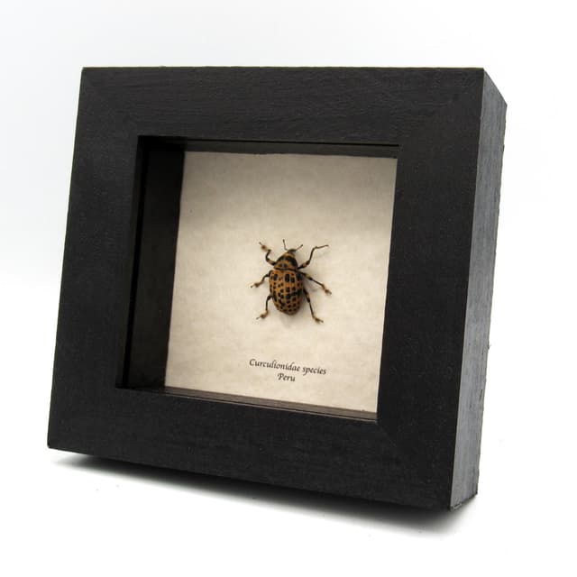 Real Weevil framed beetle taxidermy - Curculionidae species