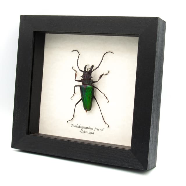 Rare metallic green Longhorn beetle framed taxidermy - Psalidognathus friendi