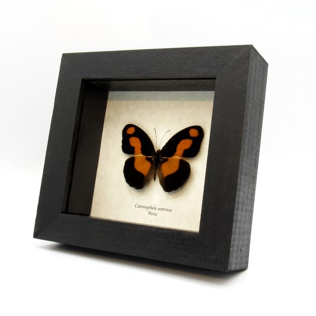 Real orange Firewing butterfly framed taxidermy - Catonephele antinoe