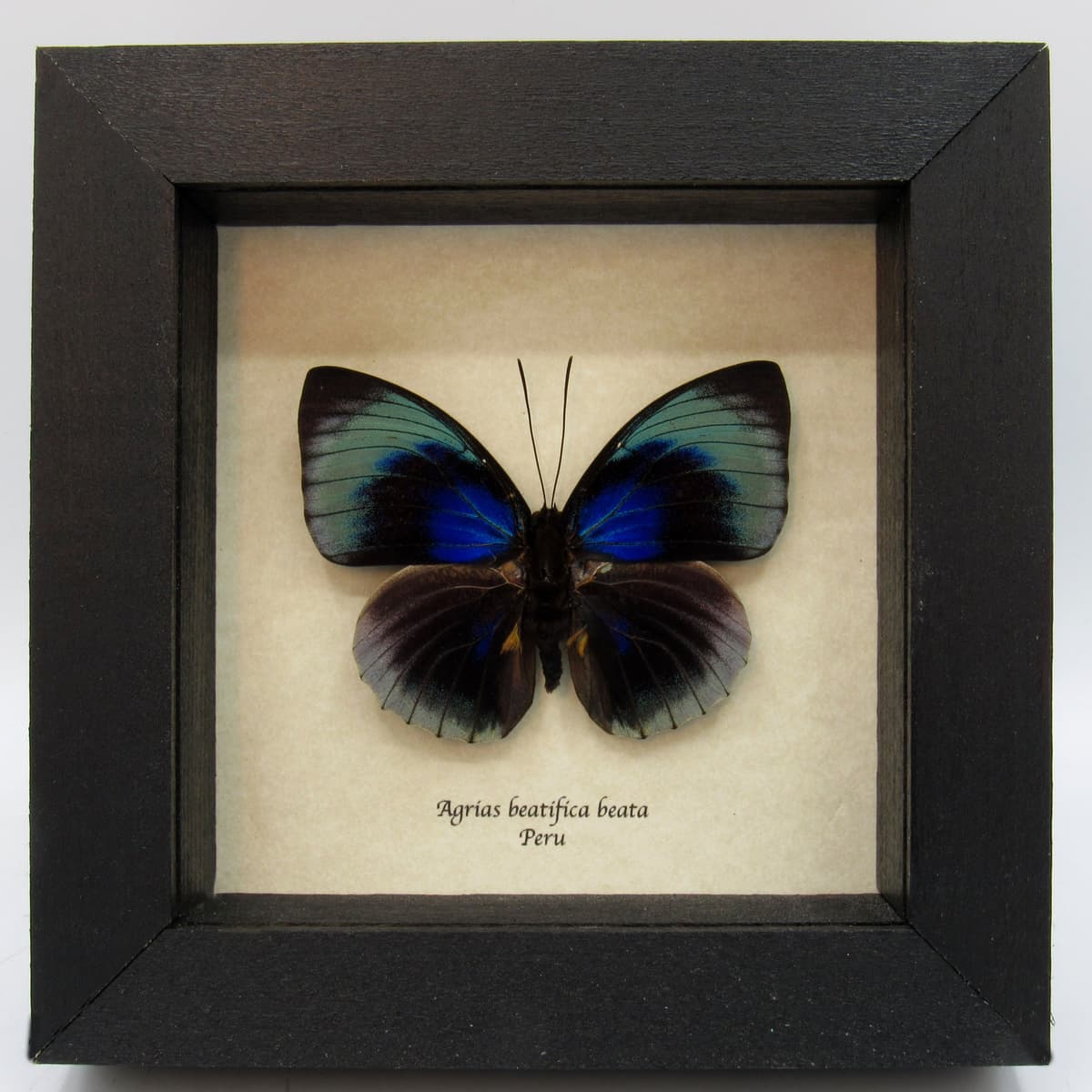 Rare metallic blue butterfly framed taxidermy - Agrias beatifica beata