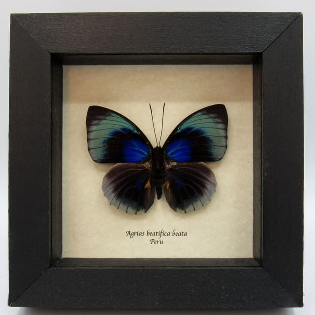 Rare metallic blue butterfly framed taxidermy - Agrias beatifica beata