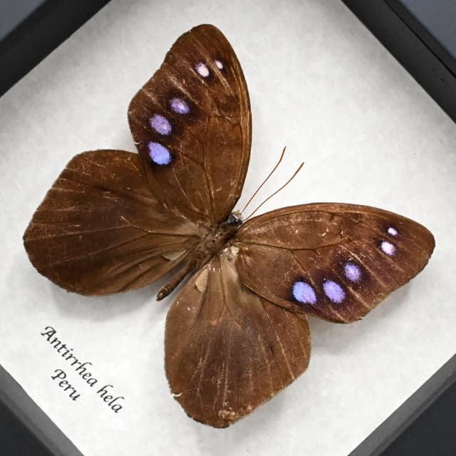 Rare purple Satyr butterfly framed taxidermy - Antirrhea hela - 2