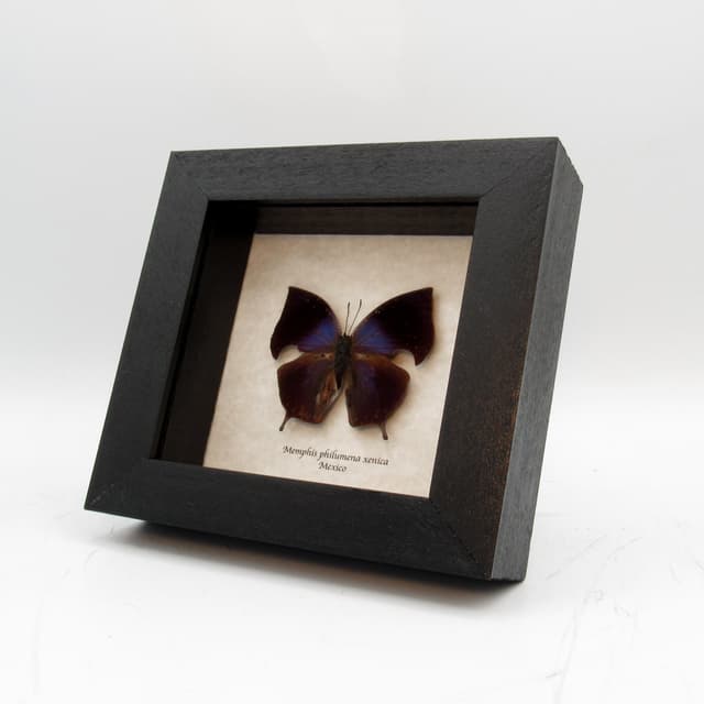 Real butterfly framed taxidermy - Memphis philumena xenica