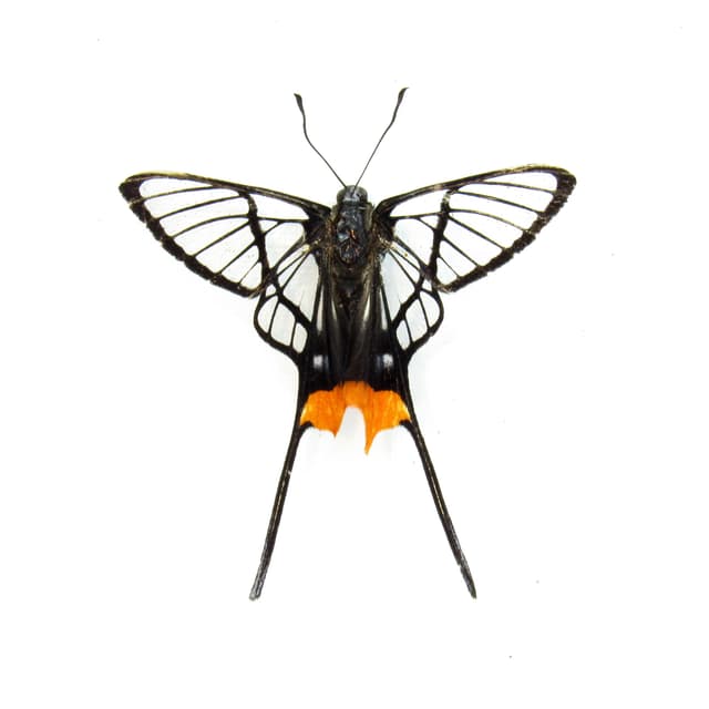 Rare Clearwing butterfly framed taxidermy - Chorinea octauius - orange form - Victorian mount