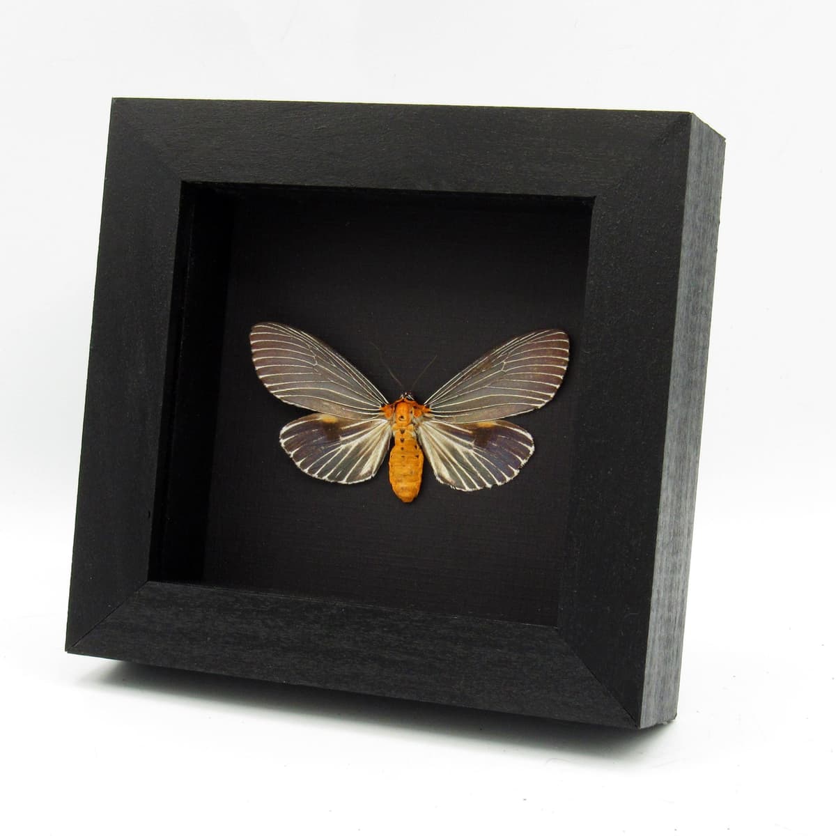 Real metallic blue framed taxidermy moth - Neochera marmorea
