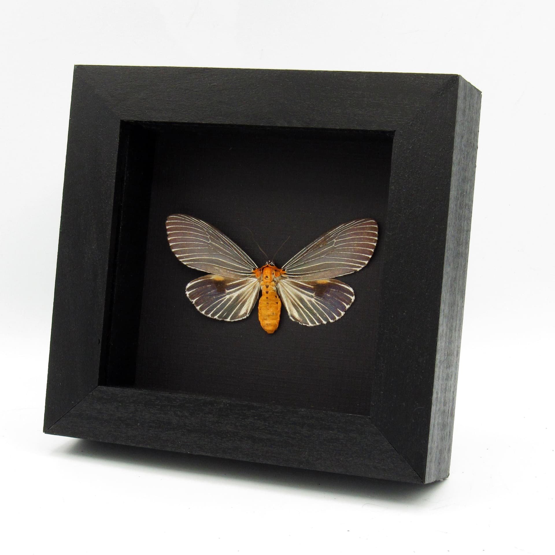 Real metallic blue framed taxidermy moth - Neochera marmorea