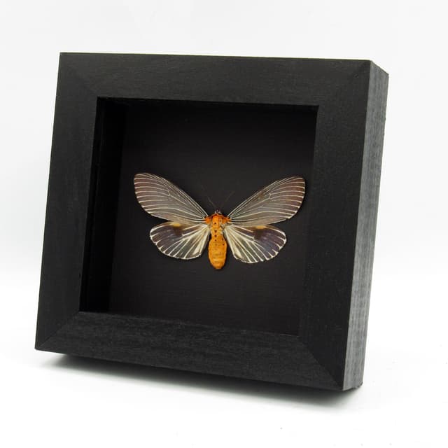 Real metallic blue framed taxidermy moth - Neochera marmorea