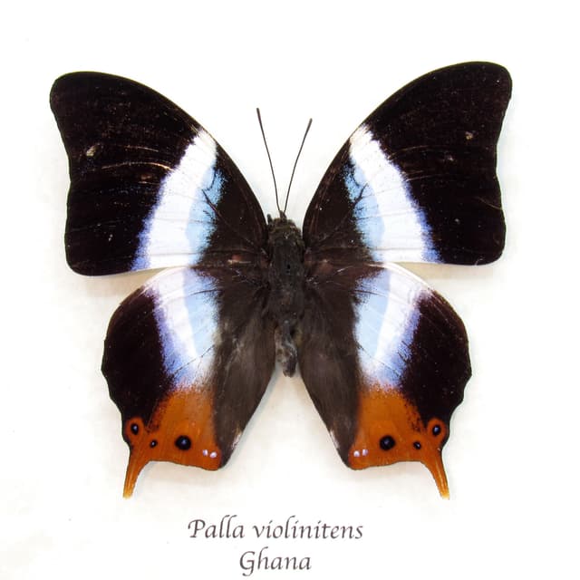 Real Violet Banded Palla butterfly framed taxidermy - Palla violinitens