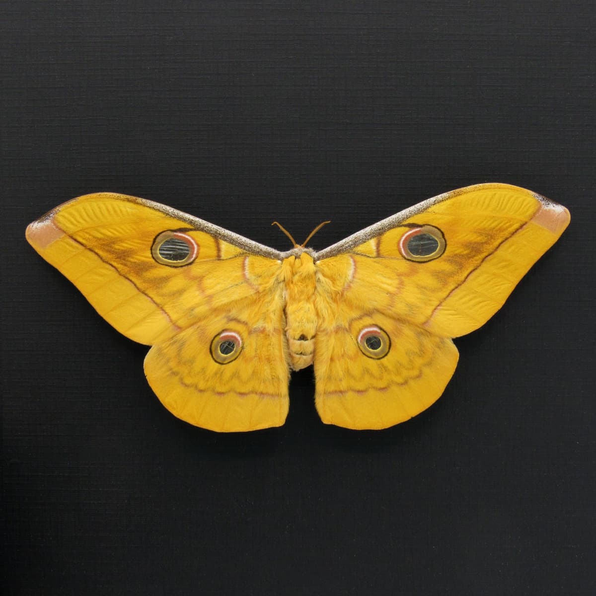 Real Giant Saturn moth framed taxidermy - Antheraea frithi - large female - Victorian mount