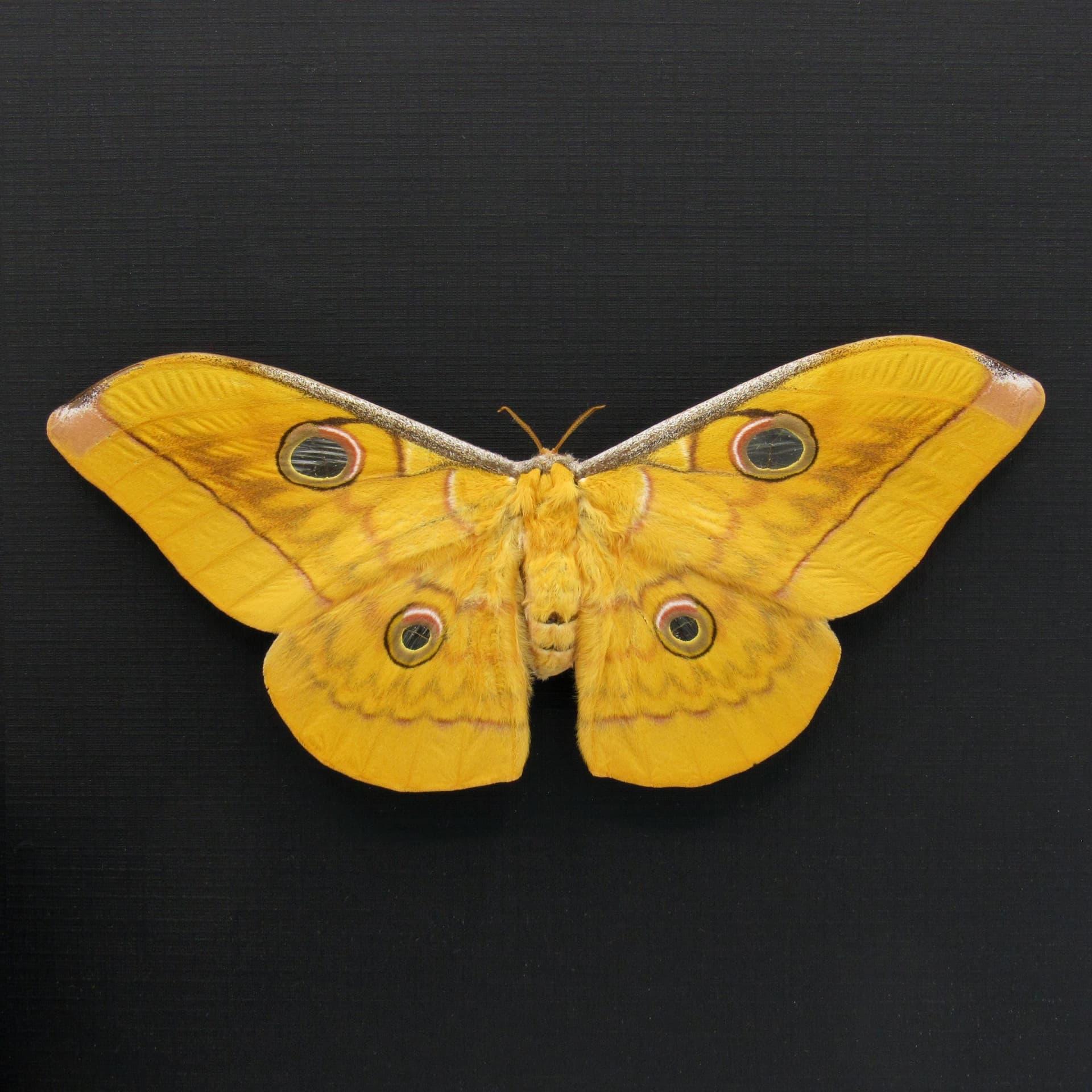 Real Giant Saturn moth framed taxidermy - Antheraea frithi - large female - Victorian mount