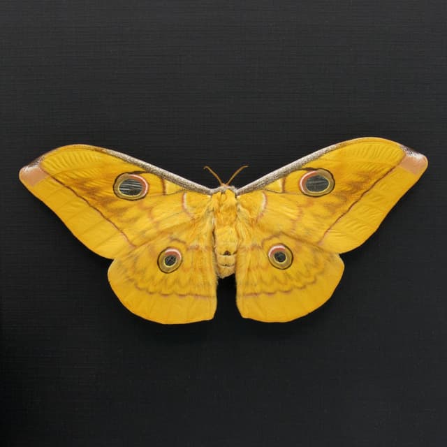 Real Giant Saturn moth framed taxidermy - Antheraea frithi - large female - Victorian mount