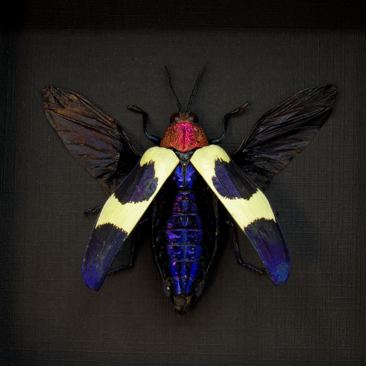 Real metallic purple beetle framed taxidermy - Chrysochroa buqueti rugicollis
