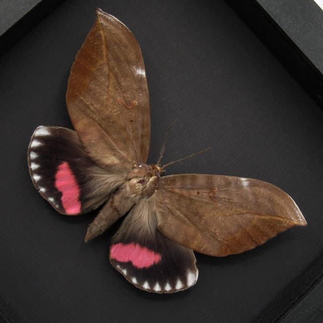 Giant pink fruit sucking moth framed taxidermy - Phyllodes conspcillator