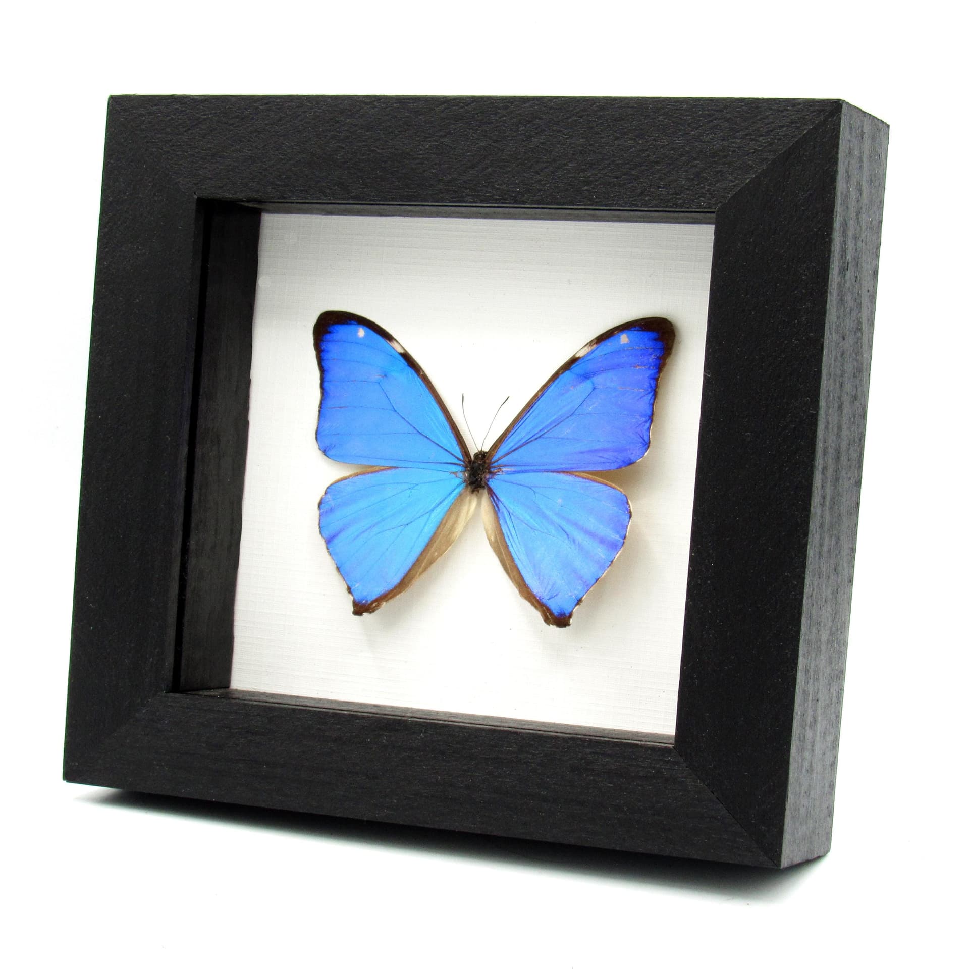 Real iridescent blue butterfly framed taxidermy - Morpho aega