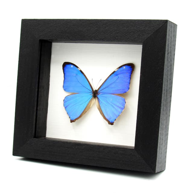 Real iridescent blue butterfly framed taxidermy - Morpho aega