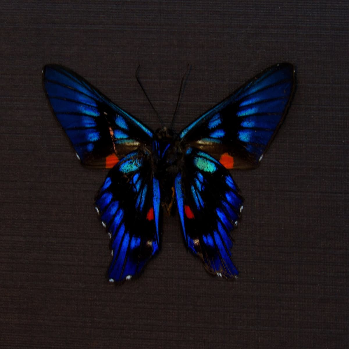 Real blue Metalmark butterfly framed taxidermy - Ancyluris meliboeus
