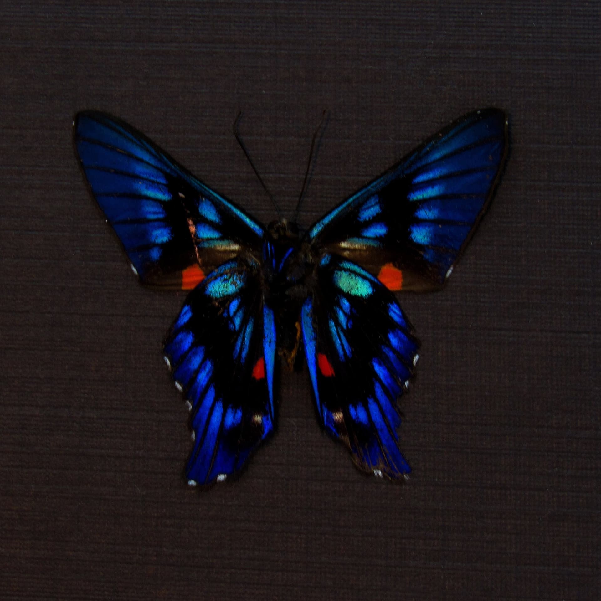 Real blue Metalmark butterfly framed taxidermy - Ancyluris meliboeus