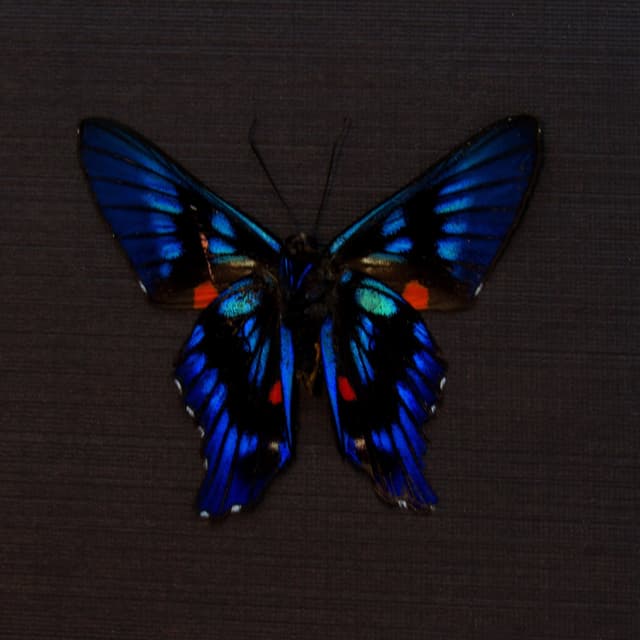 Real blue Metalmark butterfly framed taxidermy - Ancyluris meliboeus