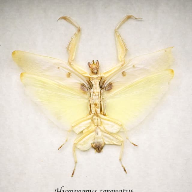 Real Orchid Mantis framed taxidermy - Hymenopus coronatus - large female