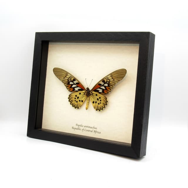 Real GIANT swallowtail framed taxidermy - Papilio antimachus - 7.1 inch wingspan