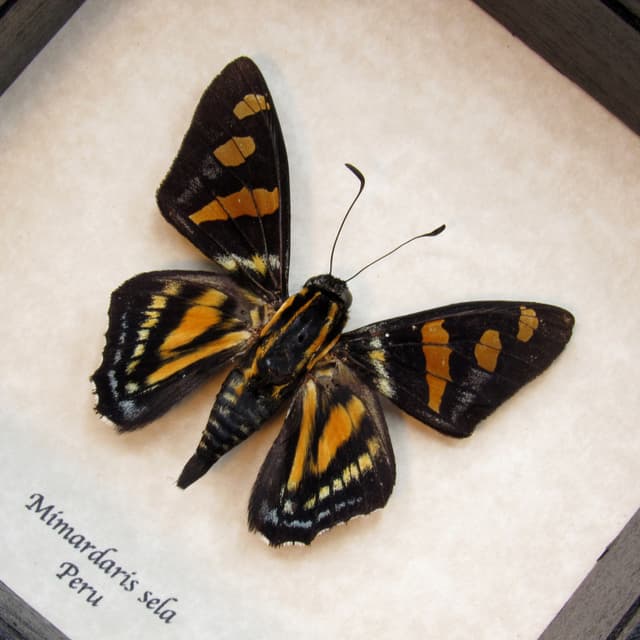 Rare Sela Skipper butterfly framed taxidermy - Mimardaris sela