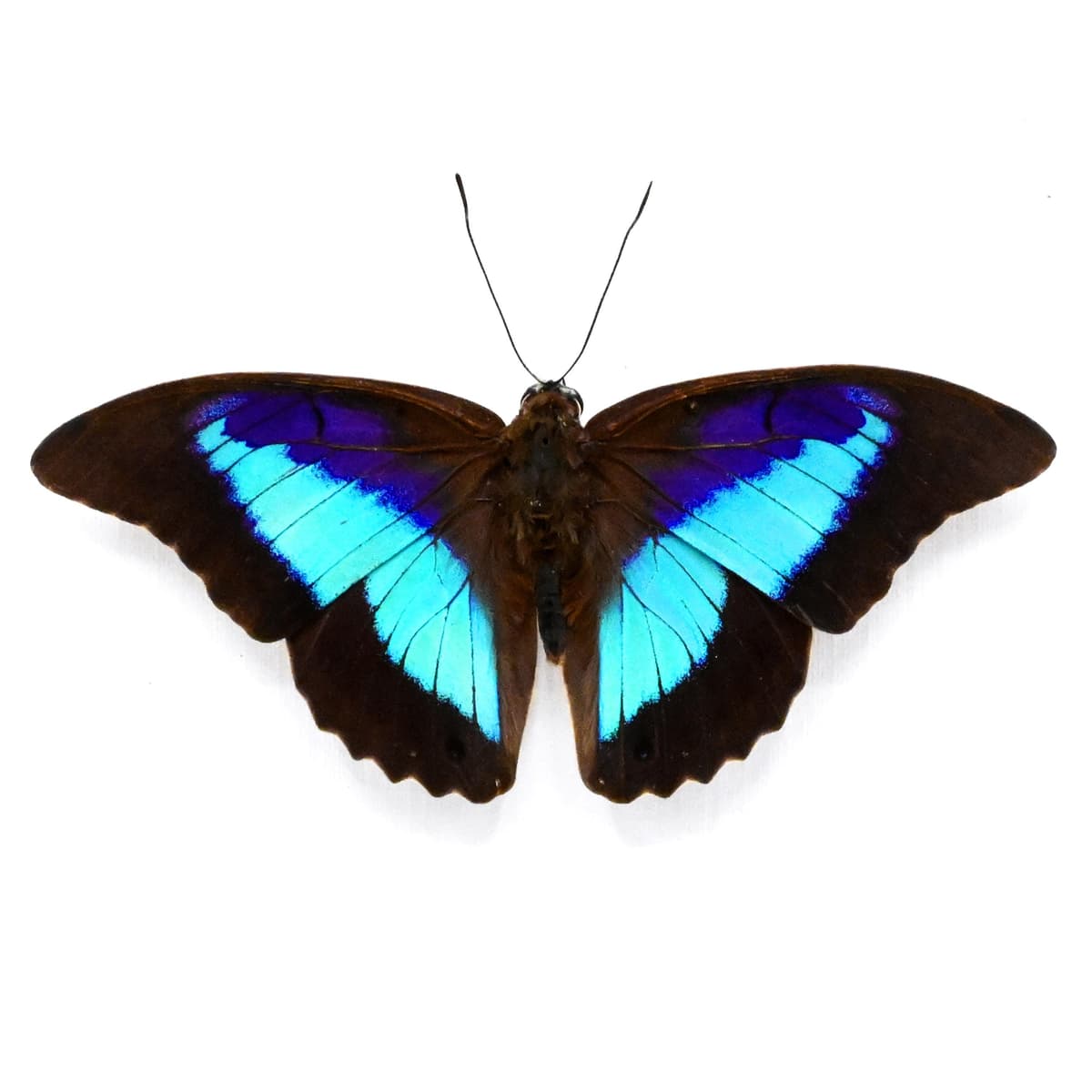 Real purple and blue iridescent framed taxidermy butterfly- Prepona omphale - Victorian mount